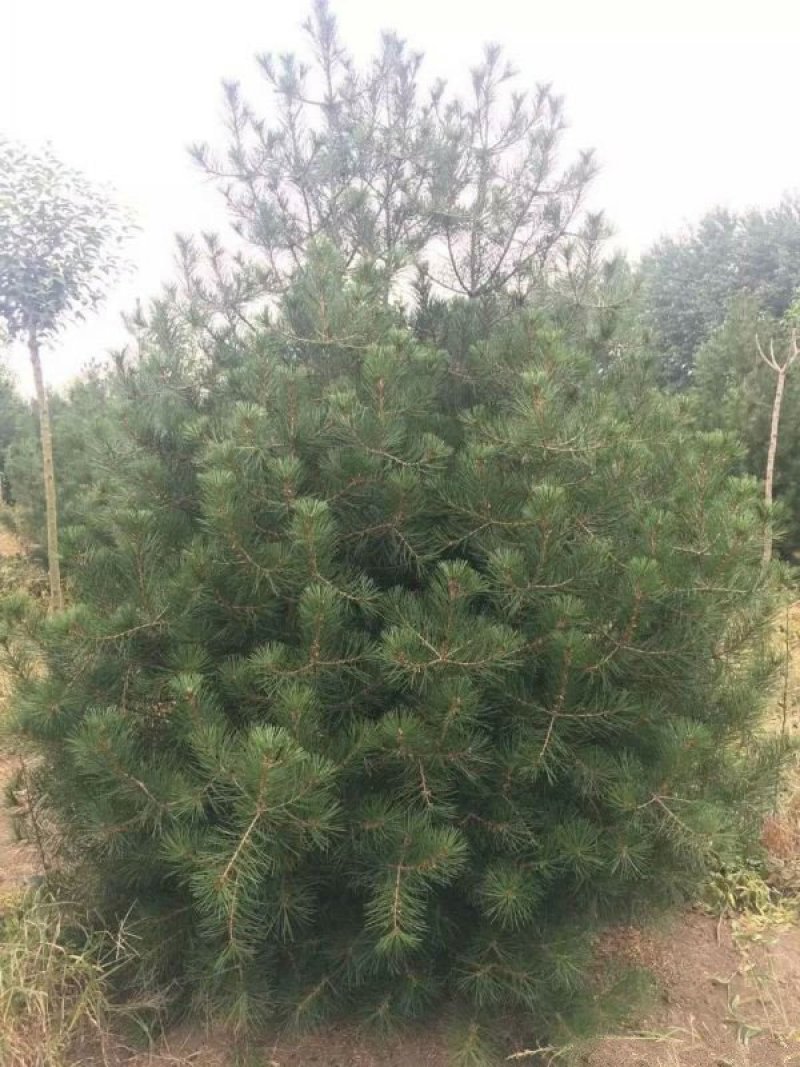 白皮松种植基地大量销售中常年供应价格优惠