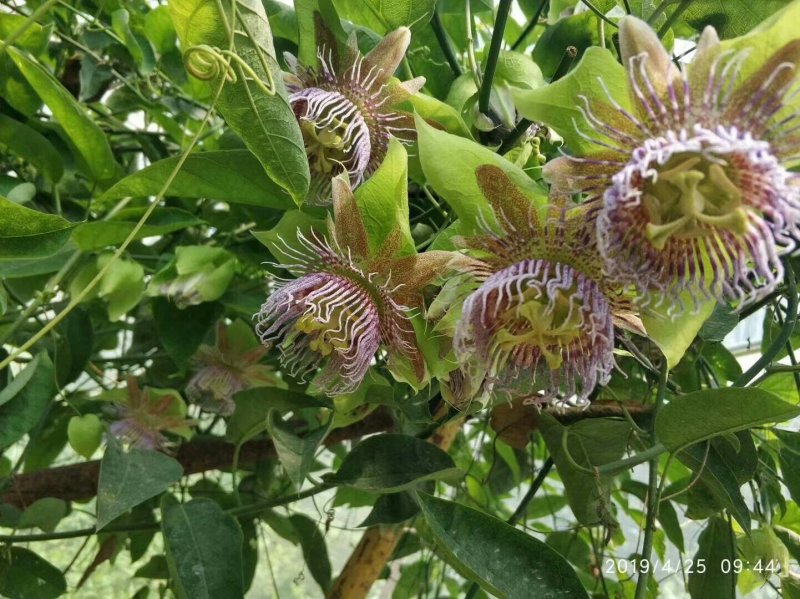绿皮荔枝味百香果嫁接苗扦插苗黄金百香果苗