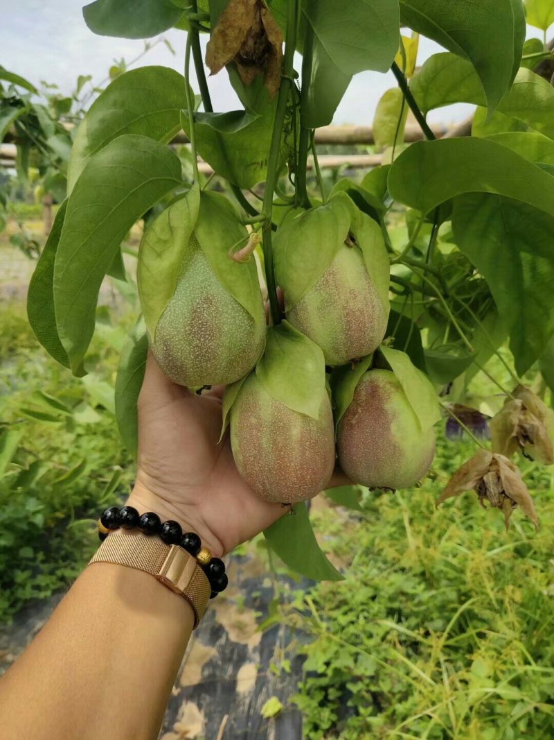 绿皮荔枝味百香果嫁接苗扦插苗黄金百香果苗