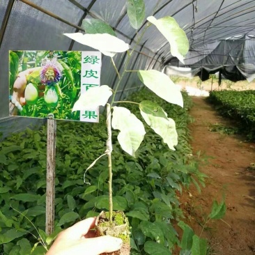 绿皮荔枝味百香果嫁接苗扦插苗黄金百香果苗