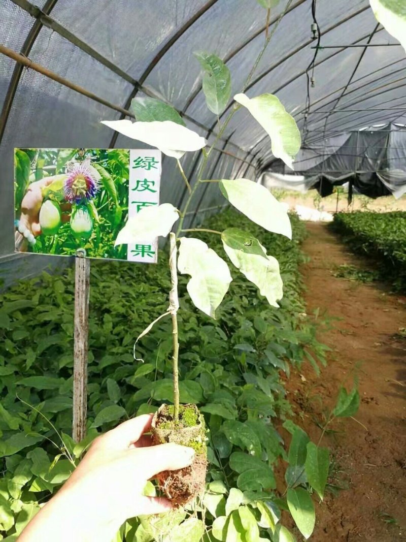 绿皮荔枝味百香果嫁接苗扦插苗黄金百香果苗
