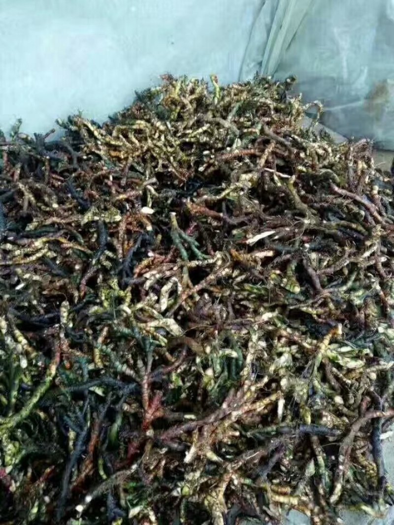 石菖蒲足干石菖蒲统条，长期产地直销，欢迎订购