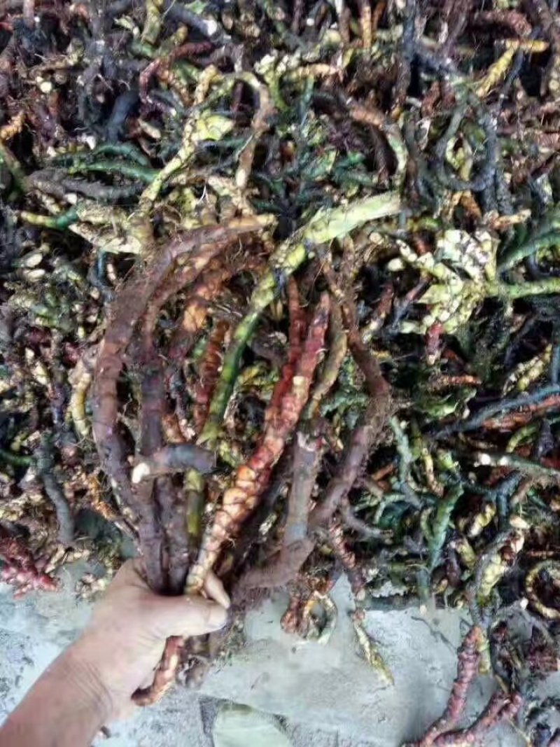 石菖蒲足干石菖蒲统条，长期产地直销，欢迎订购