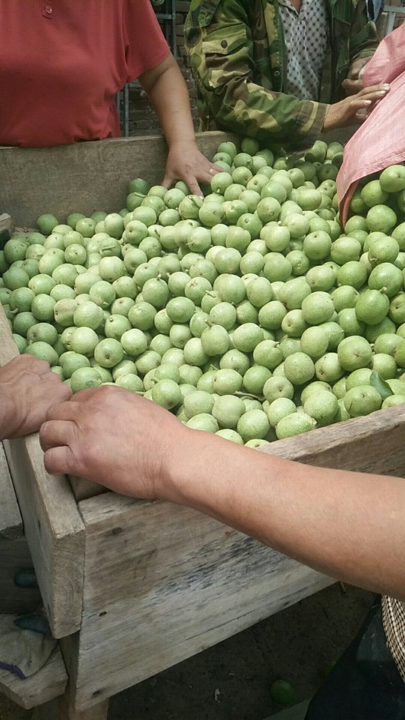 青皮核桃大量上市，保质保量