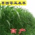 进口牧草种子墨西哥玉米草种子阔叶高产饲用玉米草种子