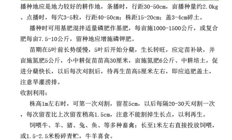 进口牧草种子墨西哥玉米草种子阔叶高产饲用玉米草种子