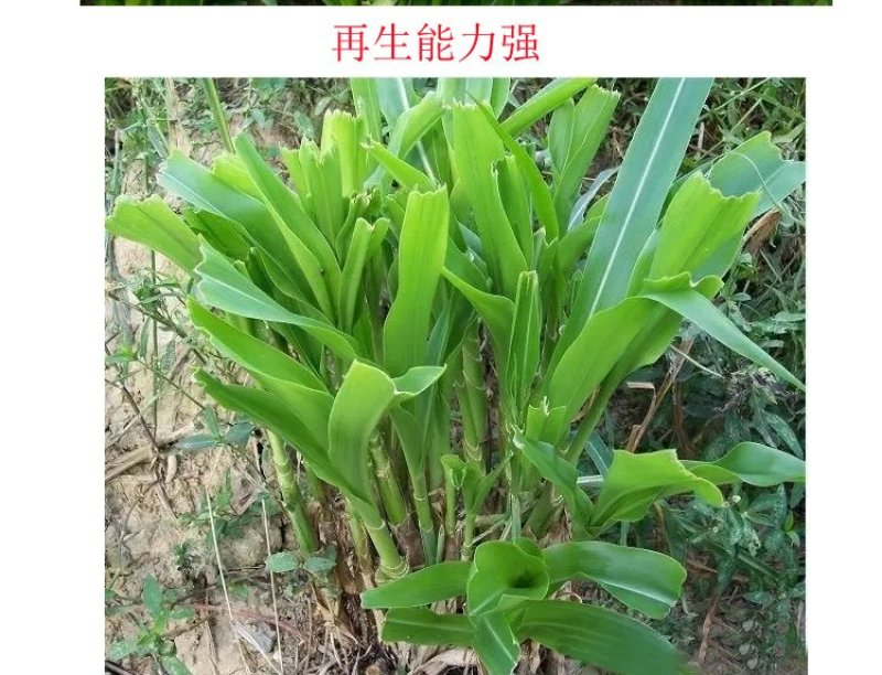 进口牧草种子墨西哥玉米草种子阔叶高产饲用玉米草种子
