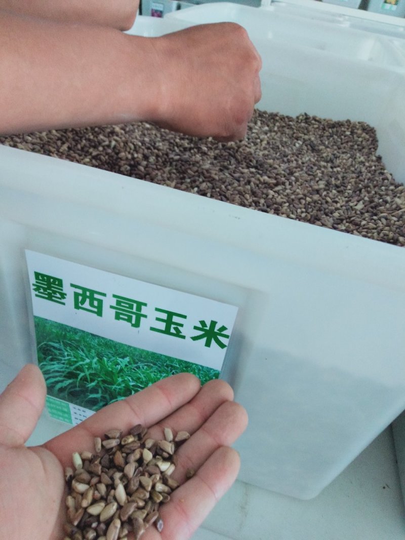 进口牧草种子墨西哥玉米草种子阔叶高产饲用玉米草种子