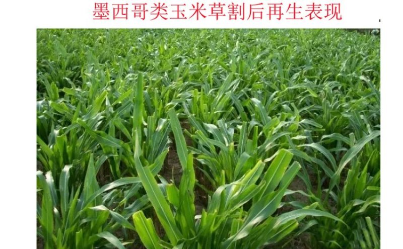 进口牧草种子墨西哥玉米草种子阔叶高产饲用玉米草种子