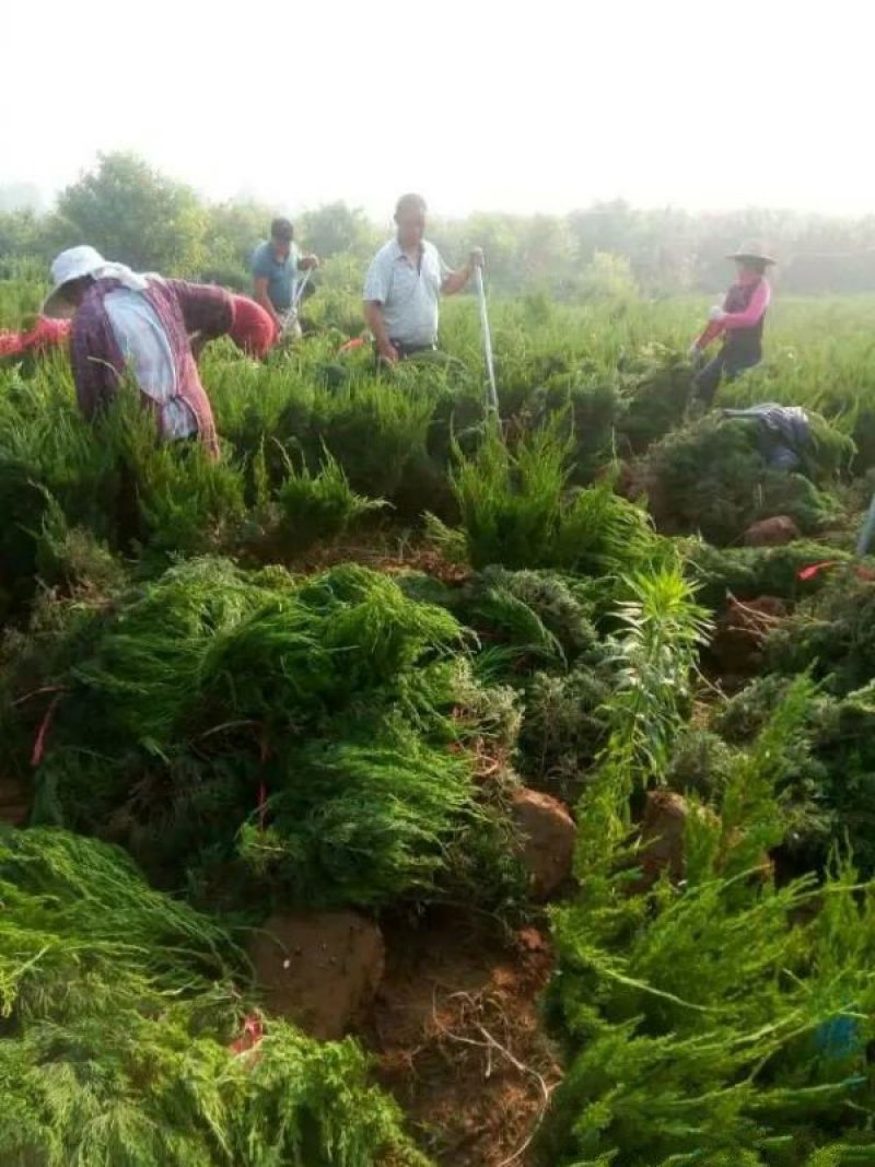 龙柏球基地大量销售中常年批发供应价格优惠
