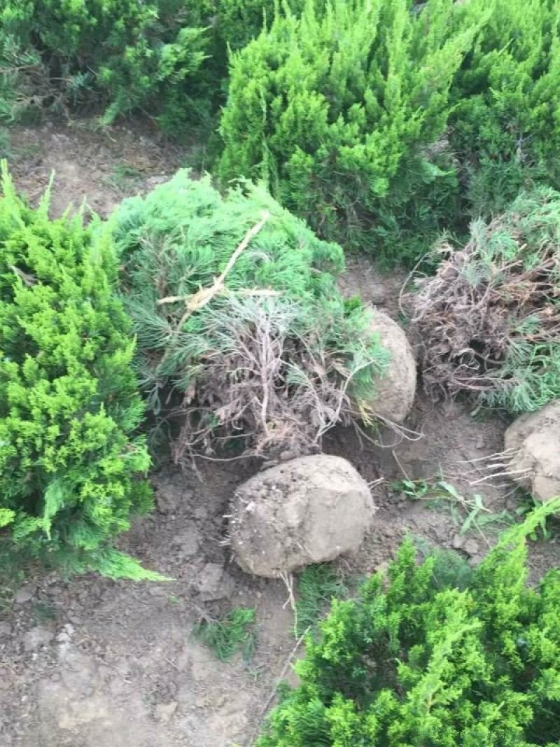 龙柏球基地大量销售中常年批发供应价格优惠