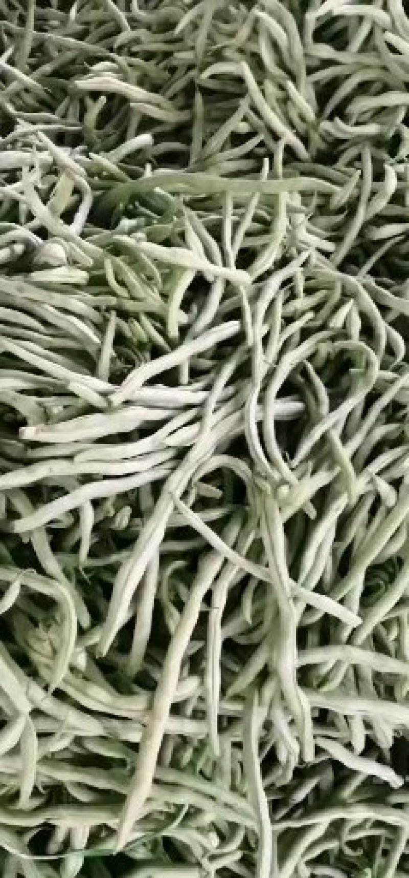 架豆王，无筋豆，四季豆，脱水厂干豆角干豆丝