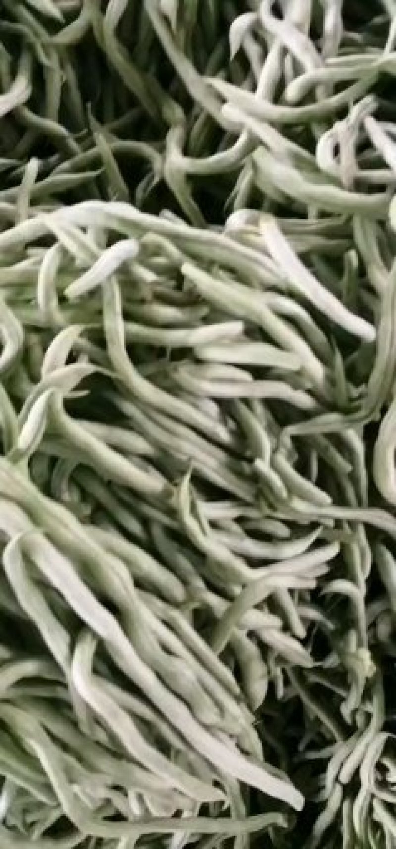 架豆王，无筋豆，四季豆，脱水厂干豆角干豆丝