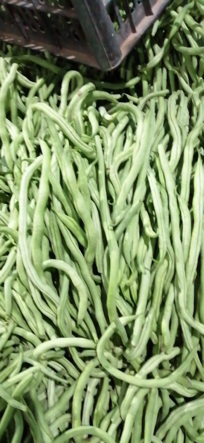 架豆王，无筋豆，四季豆，脱水厂干豆角干豆丝