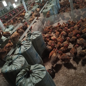 常年供应稻壳鸡🐔粪，保证质量，合作共赢