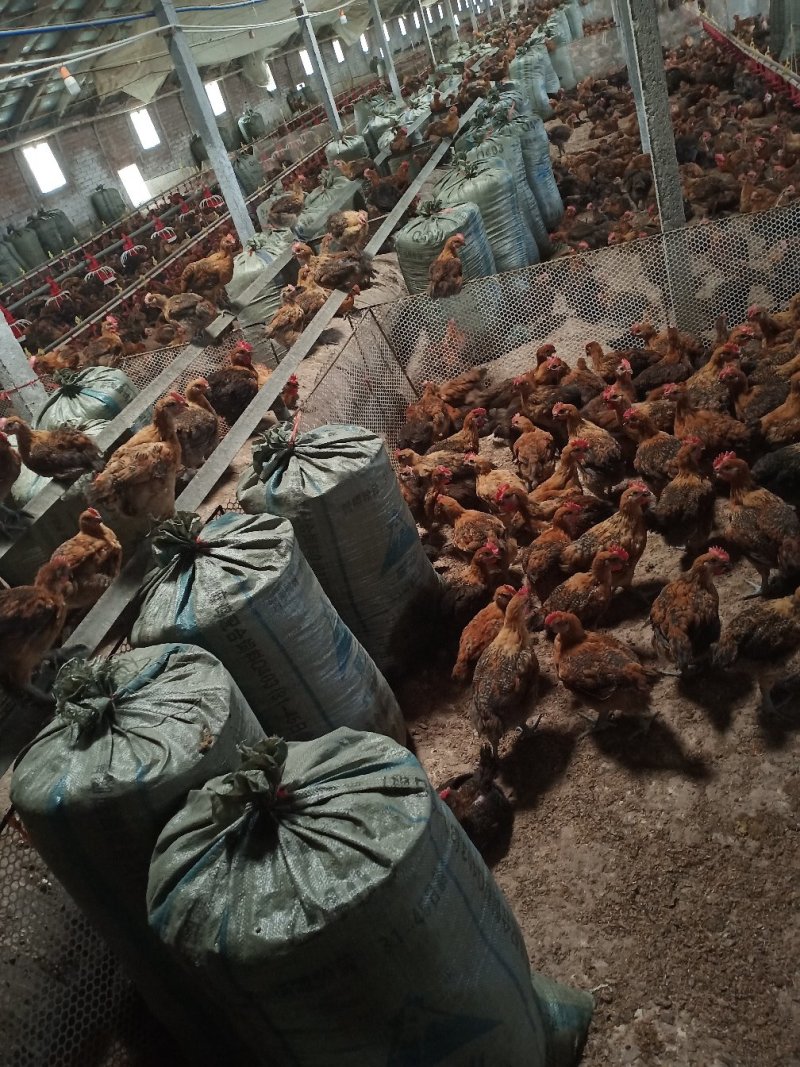 常年供应稻壳鸡🐔粪，保证质量，合作共赢