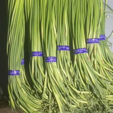 斑鸠店蒜苔100吨，质量好，价格真实，诚信经营