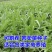 饲用苦荬菜种子多年生牧草种子耐寒耐旱营养多喂鸡鸭鹅猪