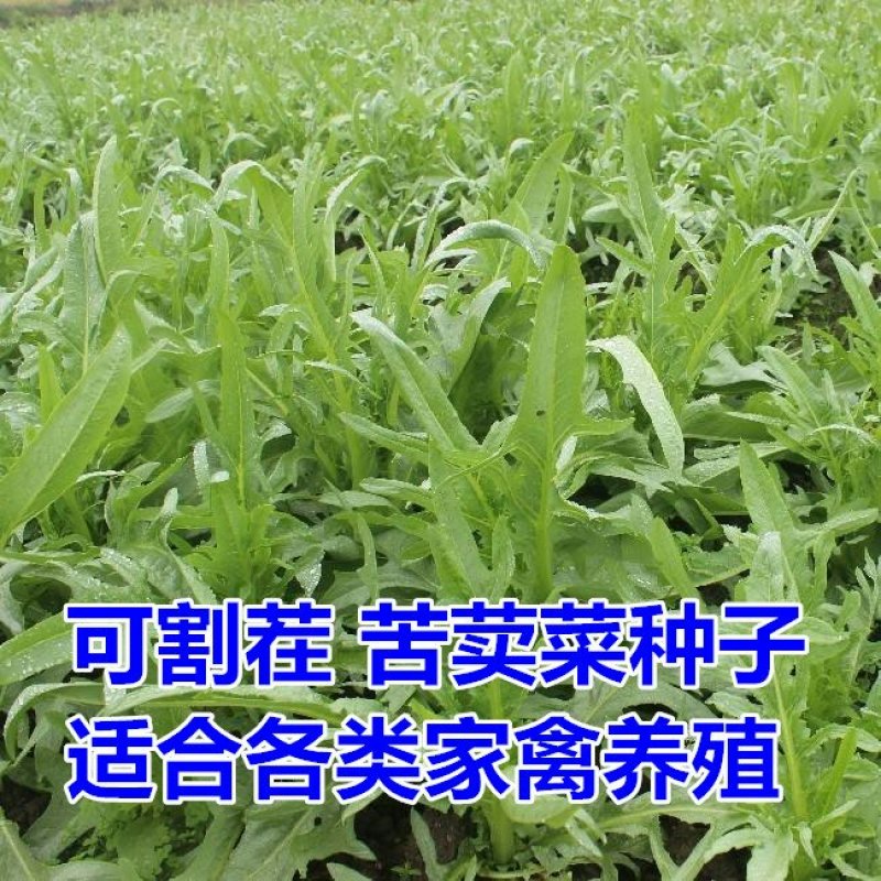 饲用苦荬菜种子多年生牧草种子耐寒耐旱营养多喂鸡鸭鹅猪