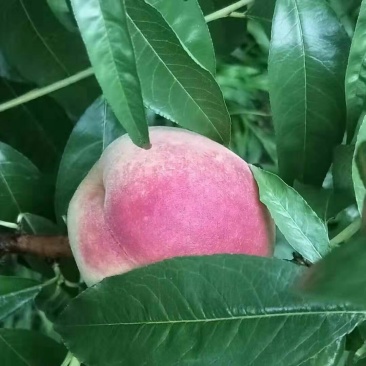 精品绿化桃子大量商品罐头桃量大从优有需要随时联系