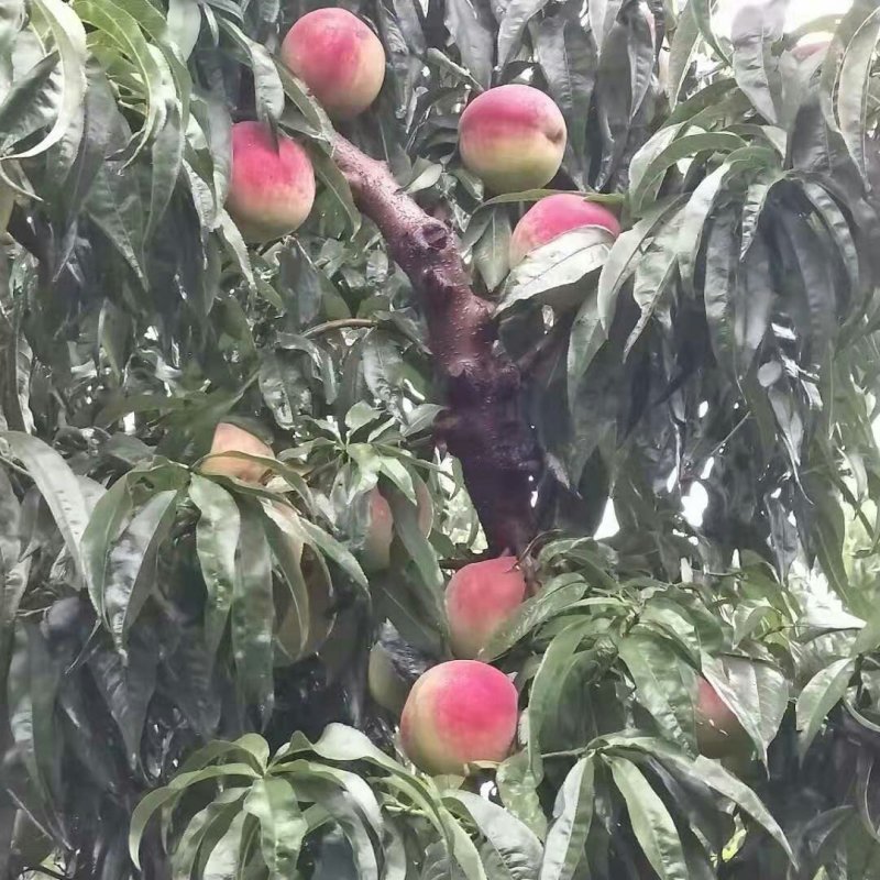 精品十四桃子大量商品罐头桃量大从优有需要随时联系