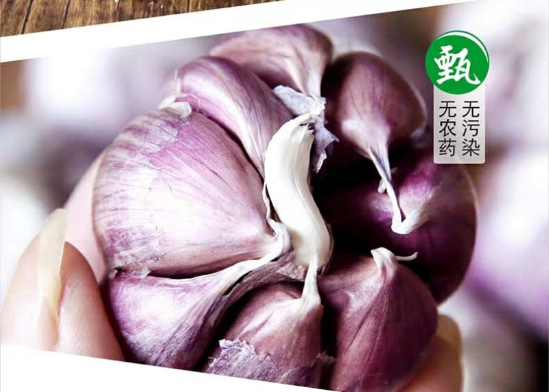 紫皮大蒜种子出苔蒜种子大蒜出苔紫皮蒜种子包邮