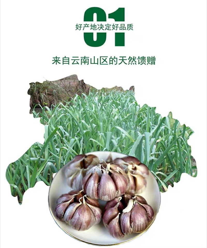 紫皮大蒜种子出苔蒜种子大蒜出苔紫皮蒜种子包邮