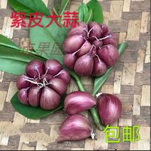 紫皮大蒜种子出苔蒜种子大蒜出苔紫皮蒜种子包邮