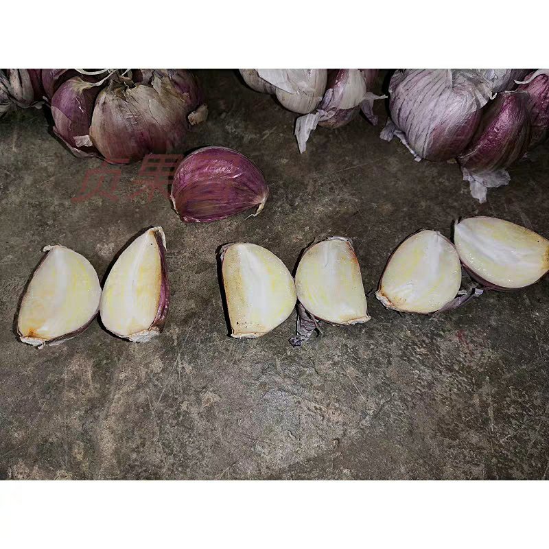紫皮大蒜种子出苔蒜种子大蒜出苔紫皮蒜种子包邮