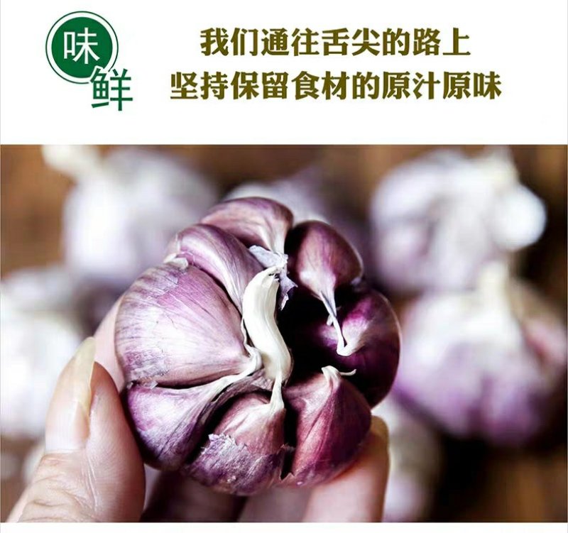 紫皮大蒜种子出苔蒜种子大蒜出苔紫皮蒜种子包邮