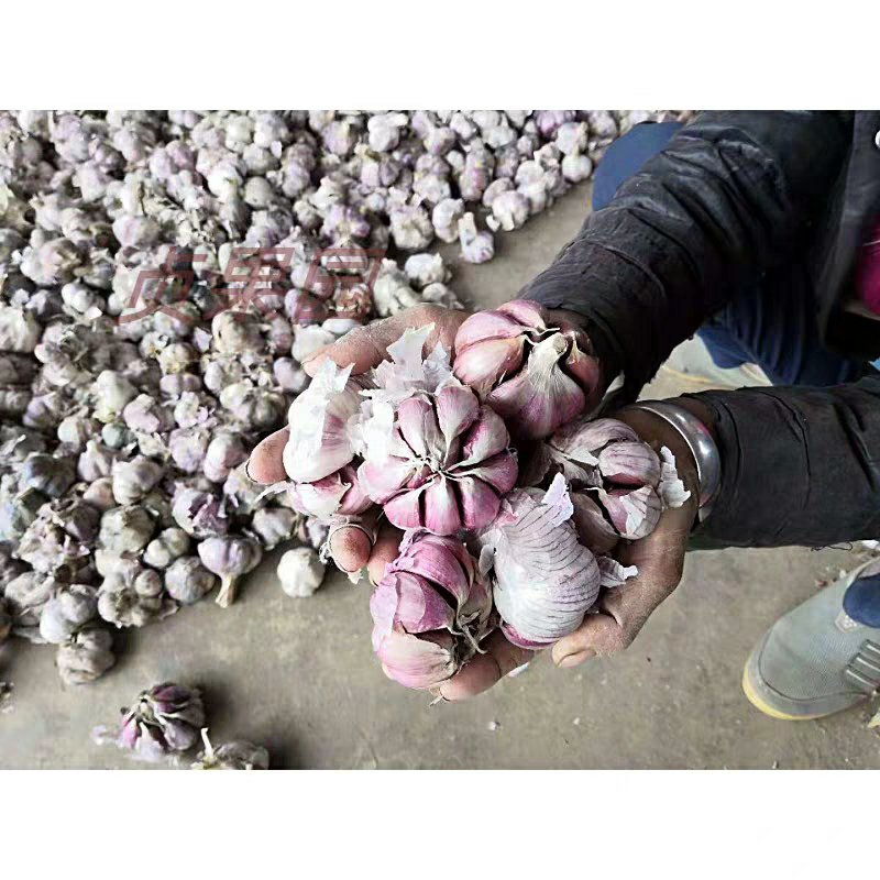 紫皮大蒜种子出苔蒜种子大蒜出苔紫皮蒜种子包邮