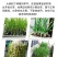 紫皮大蒜种子出苔蒜种子大蒜出苔紫皮蒜种子包邮
