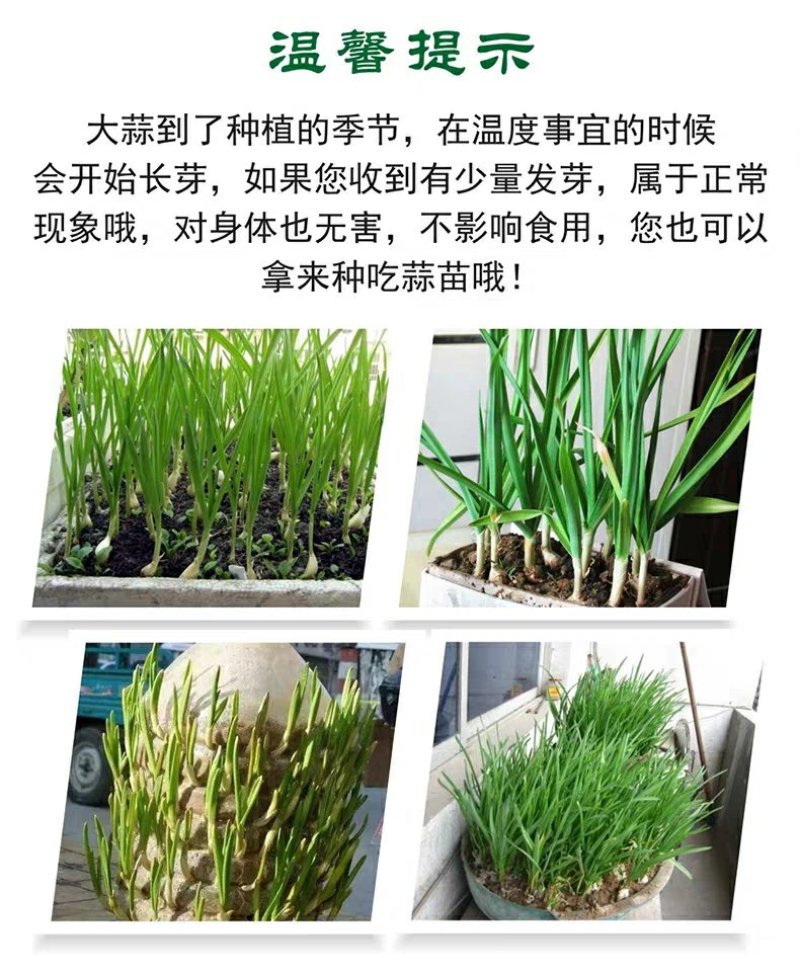 紫皮大蒜种子出苔蒜种子大蒜出苔紫皮蒜种子包邮