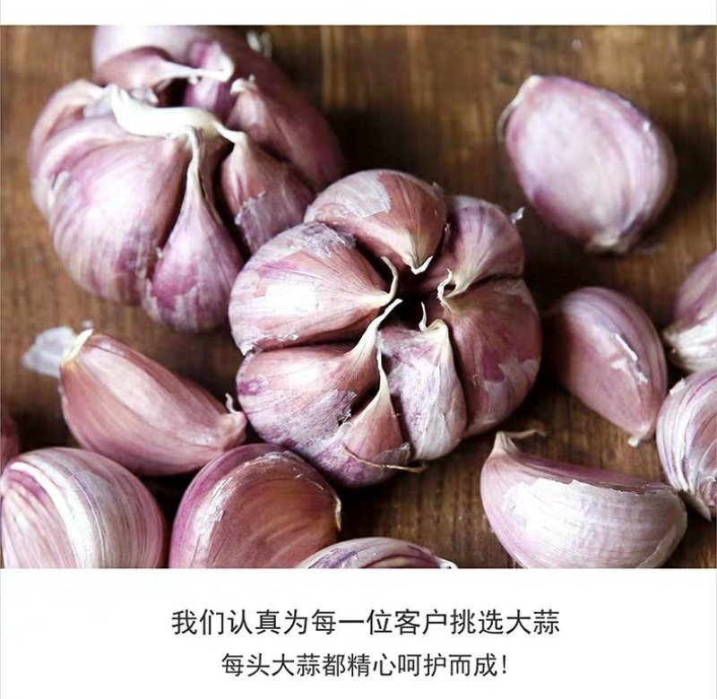 紫皮大蒜种子出苔蒜种子大蒜出苔紫皮蒜种子包邮