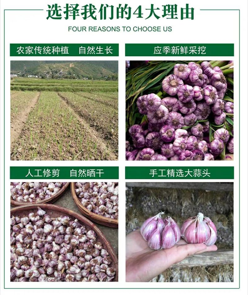 紫皮大蒜种子出苔蒜种子大蒜出苔紫皮蒜种子包邮