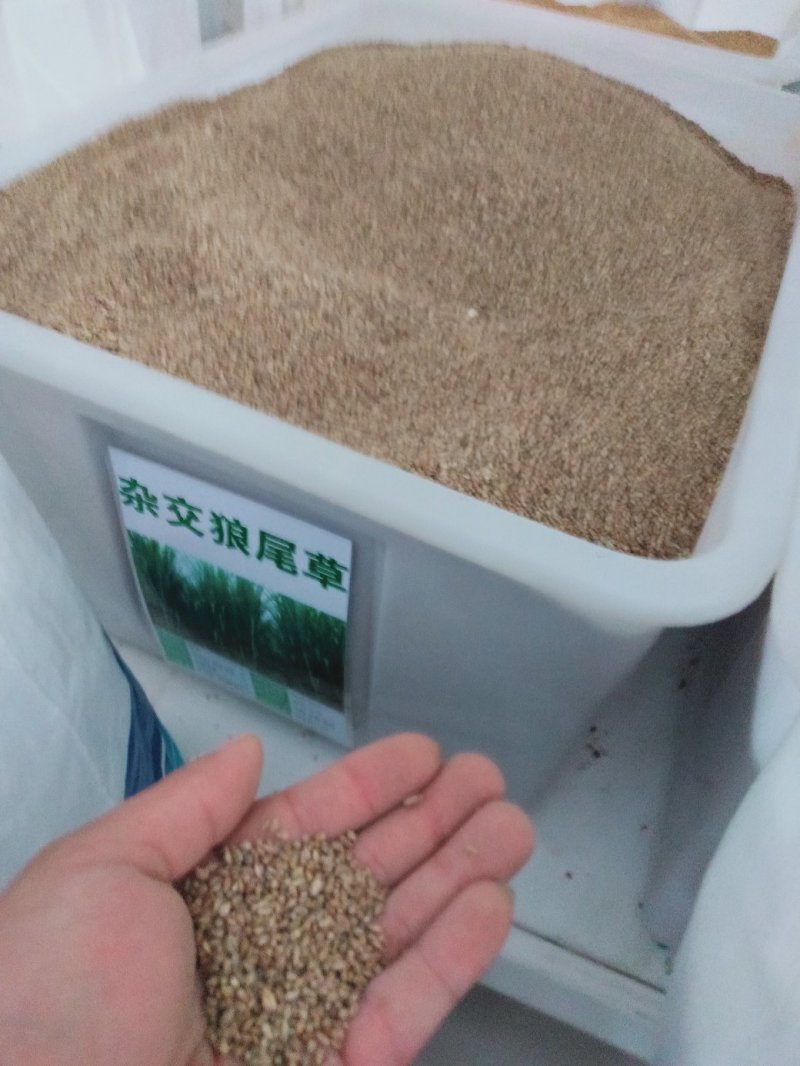 牧草种子杂交狼尾草种子适口性好产量高耐旱耐热量大优惠