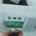 饲用苦荬菜种子多年生牧草种子耐寒耐旱营养多喂鸡鸭鹅猪