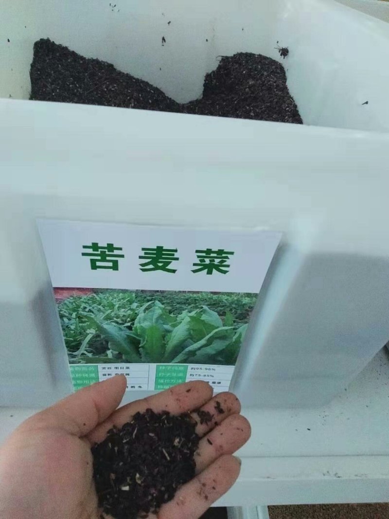 饲用苦荬菜种子多年生牧草种子耐寒耐旱营养多喂鸡鸭鹅猪