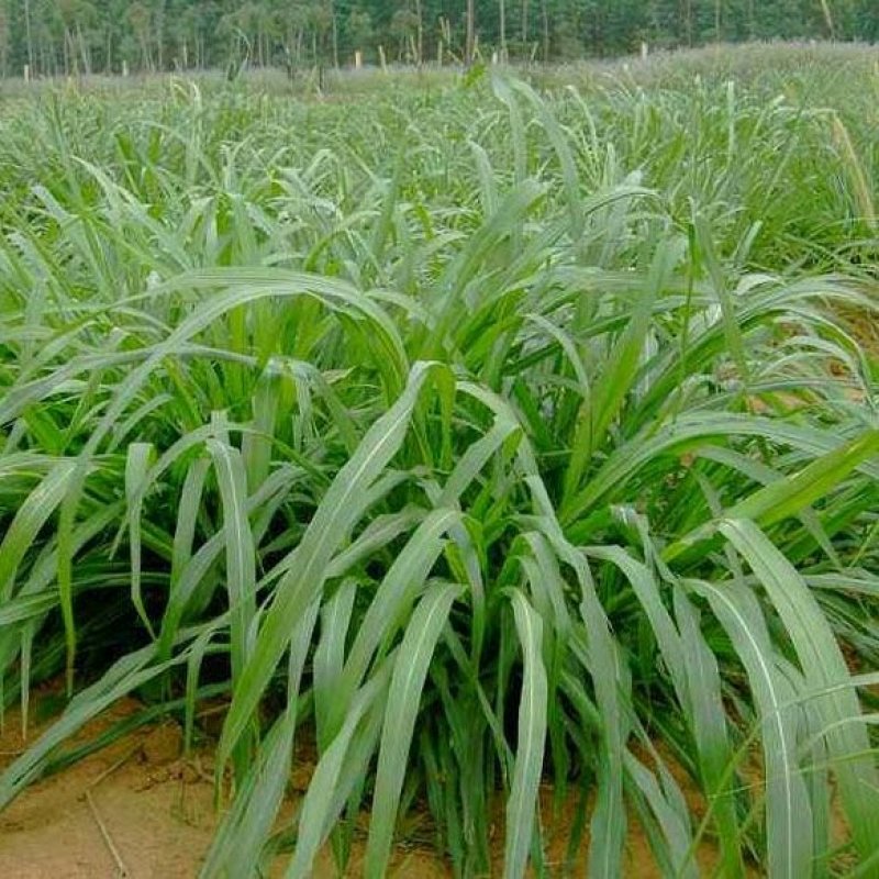 牧草种子南方多年生种子四季高产杂交狼尾草种子牛羊鱼兔草