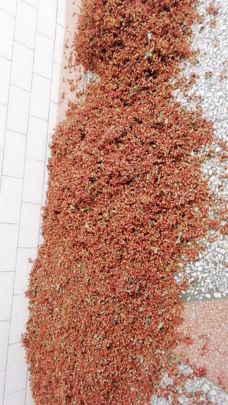 精品花椒无杂质自家种植、