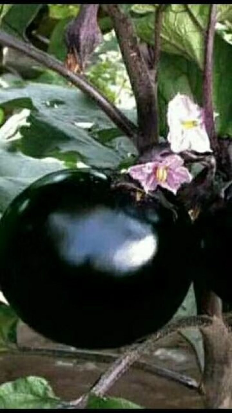 紫光圆茄