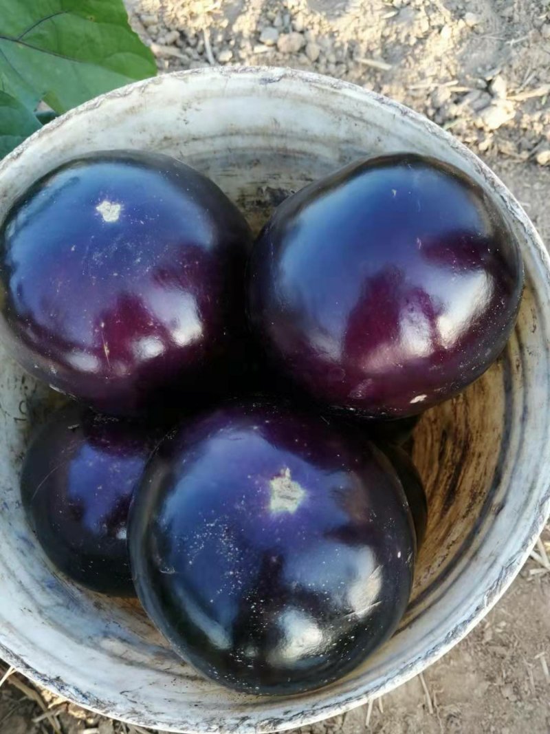 紫光圆茄