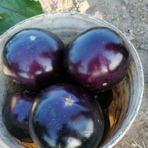 紫光圆茄