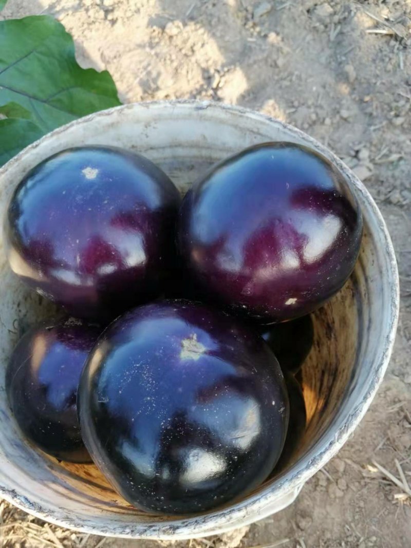 紫光圆茄
