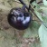 紫光圆茄