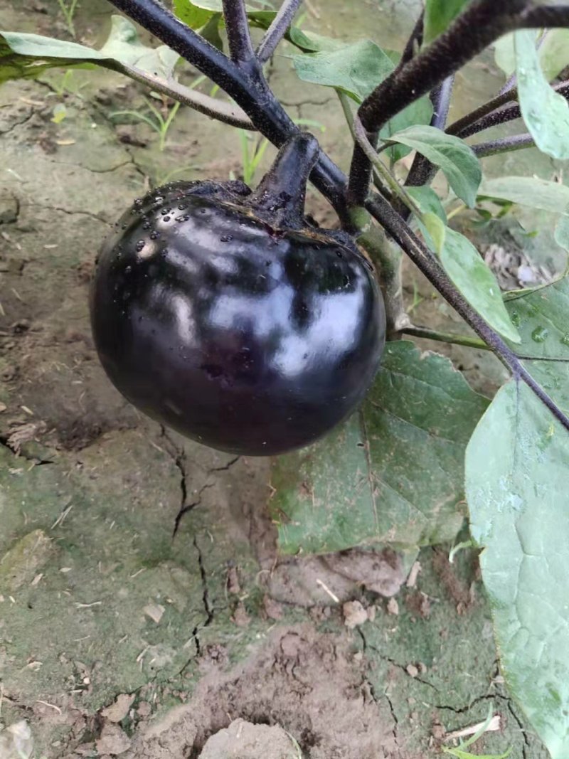 紫光圆茄