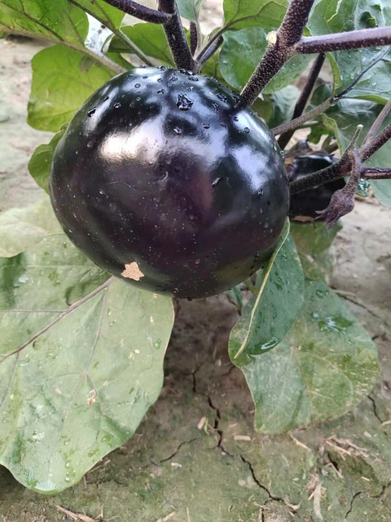 紫光圆茄