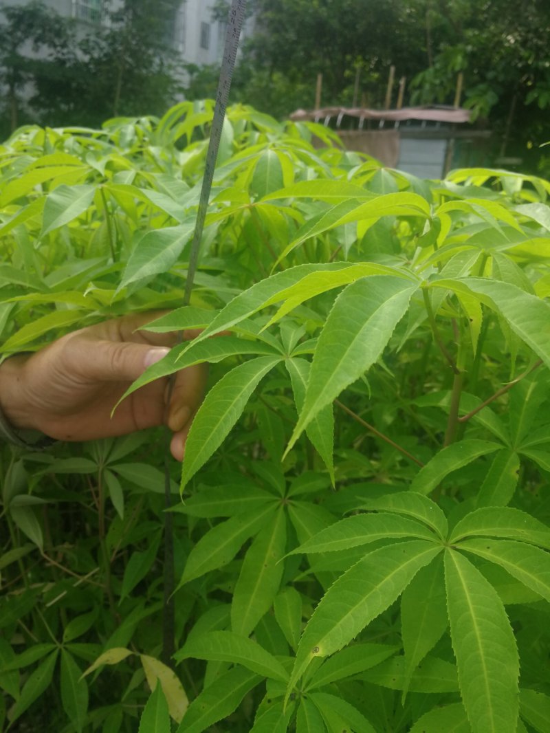 大肚木棉，美丽异木棉，大腹木棉(正宗大腹木棉)