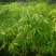 大肚木棉，美丽异木棉，大腹木棉(正宗大腹木棉)