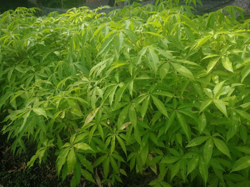 大肚木棉，美丽异木棉，大腹木棉(正宗大腹木棉)